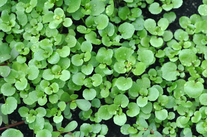 garden property