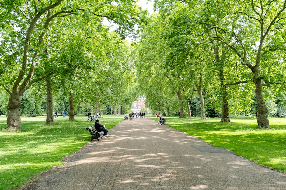 A wide, tree-lined pathway in a lush green park features evenly spaced mature deciduous trees with vibrant green leaves forming a canopy overhead, casting dappled sunlight onto the gravel walkway. The grass flanking the path is well-maintained, with some patches of shadows from the trees. Several black metal benches are positioned along the sides of the path, occupied by park visitors enjoying the outdoors. In the background, more people can be seen walking or sitting, while the scene showcases a tranquil environment ideal for relaxation, leisure, and garden maintenance activities, typical of the outdoor spaces managed by Gardeners Belsize Park. The environment appears bright and inviting, emphasizing the care and landscaping work involved in maintaining this scenic area.