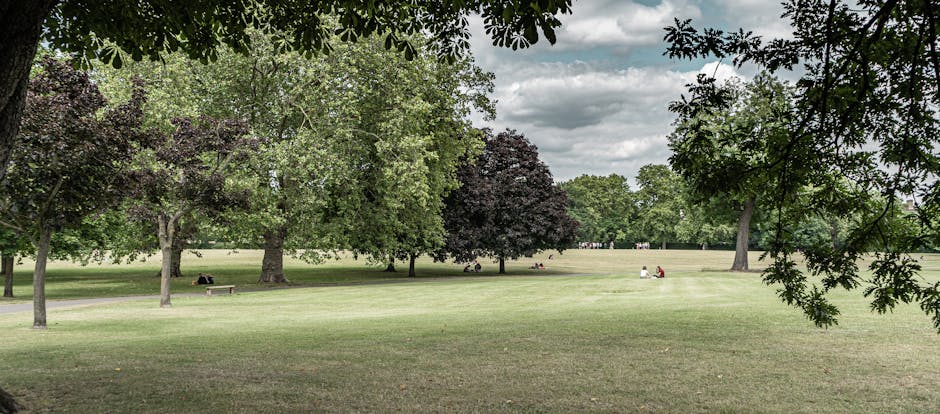 A peaceful park scene during daytime with a neatly maintained grassy lawn bordered by large, leafy trees providing ample shade. Several wooden deck chairs with striped green and white fabric seats are arranged in an organized manner across the lawn, suggesting a setting for relaxation or outdoor leisure. In the background, a few people are strolling along the paved pathways, which run parallel to the tree line, and dense foliage frames the scene, creating a tranquil environment. The lighting is soft with dappled sunlight filtering through the leaves, highlighting the texture of the lush grass and the foliage above. The area appears well-kept, indicative of regular garden maintenance or landscaping work by Gardeners Belsize Park, emphasizing their focus on outdoor care and lawn care in this serene urban green space.